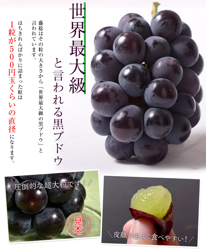 世界最大級の黒ぶどう