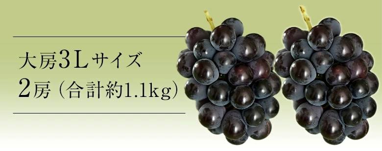 大粒3Lサイズ