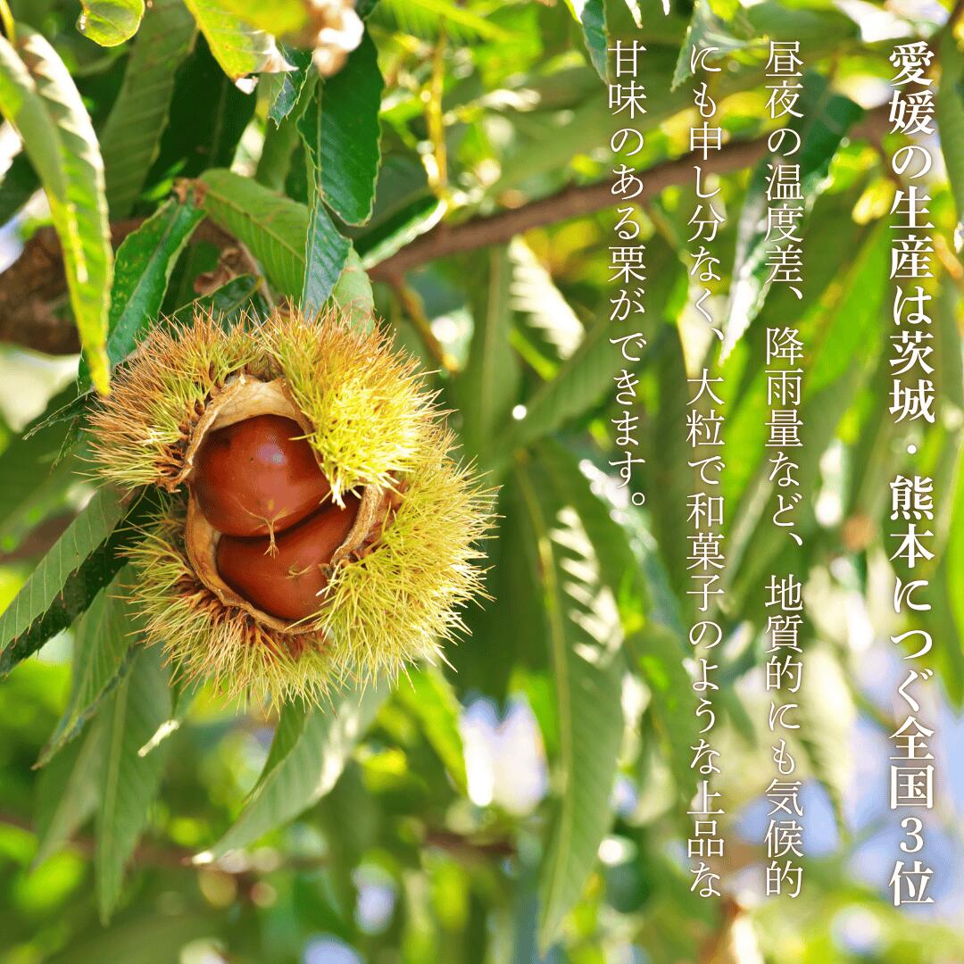 愛媛の栗