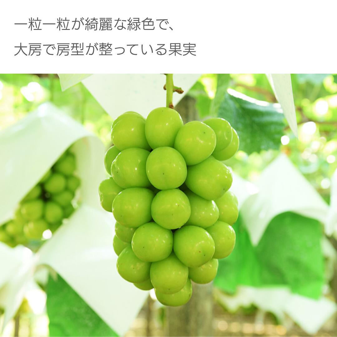 山梨産シャインマスカットの特徴