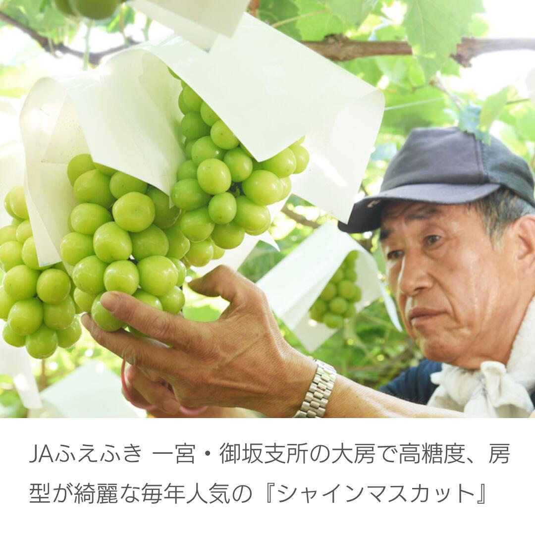 栽培イメージ