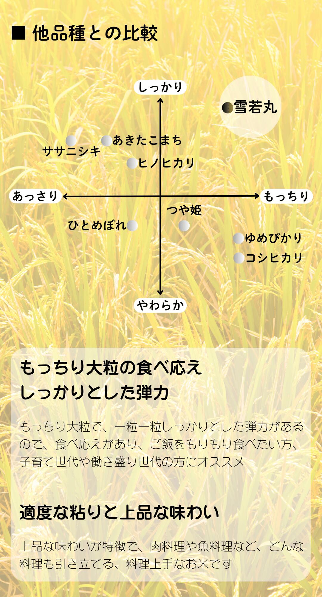 雪若丸について