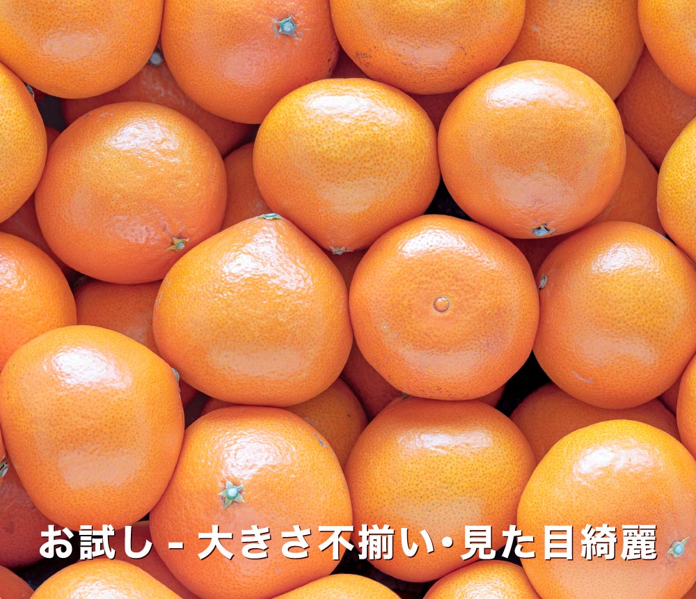 お試し愛媛プリンセス