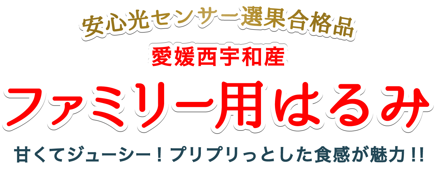 愛媛西宇和産ファミリー用はるみ