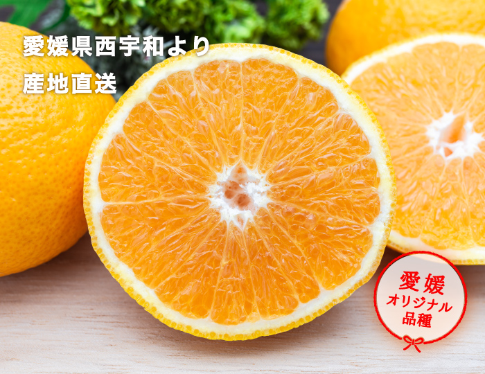 媛の月