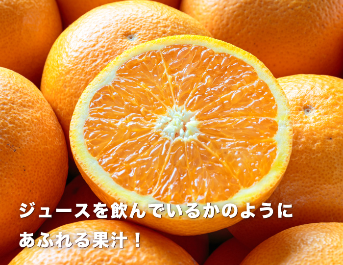清見タンゴールイメージ