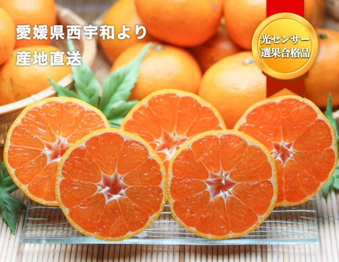 愛媛西宇和産みかん