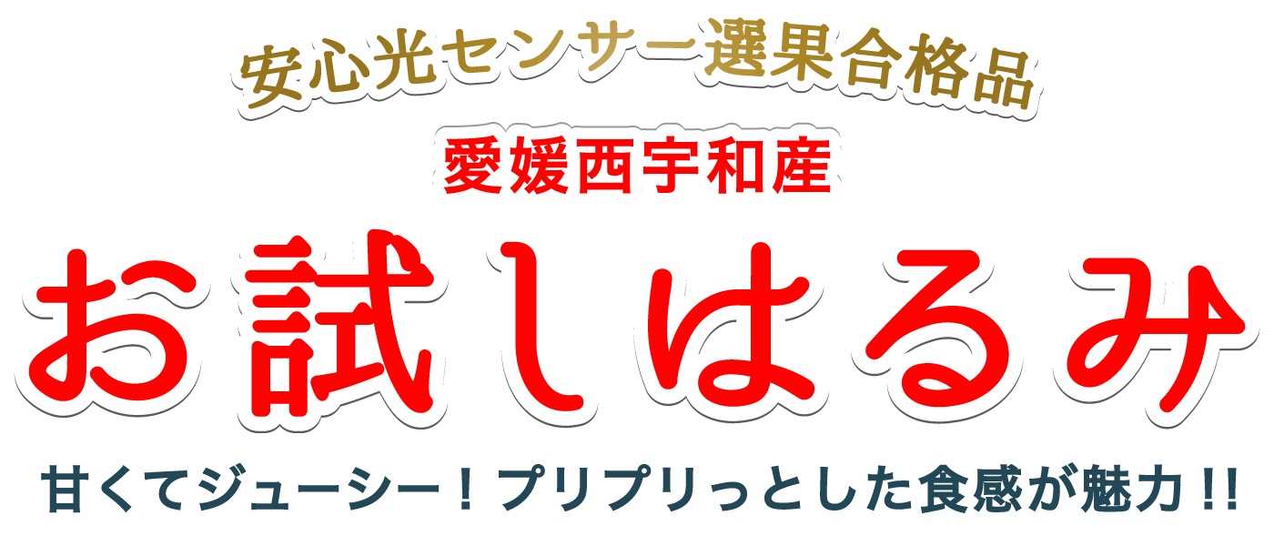愛媛西宇和産お試しはるみ