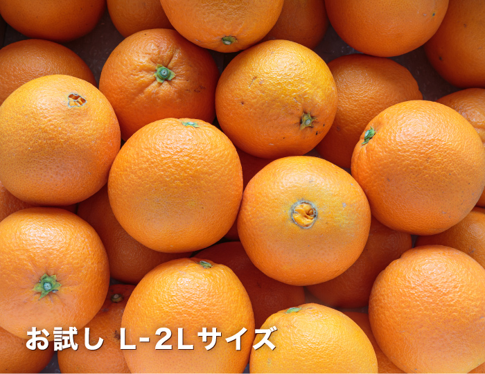 お試しイメージ