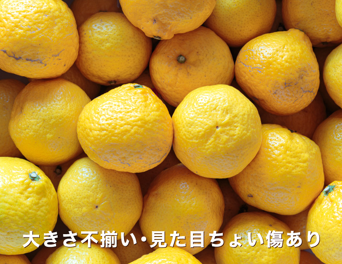 訳あり媛小春イメージ