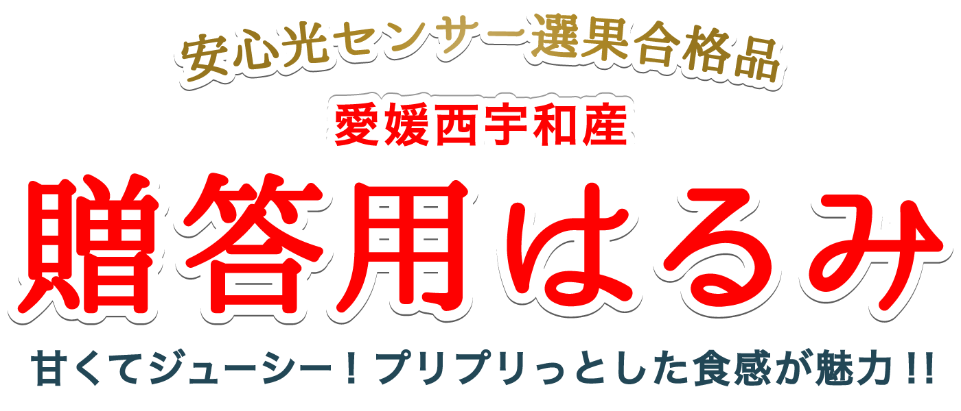 愛媛西宇和産贈答用はるみ