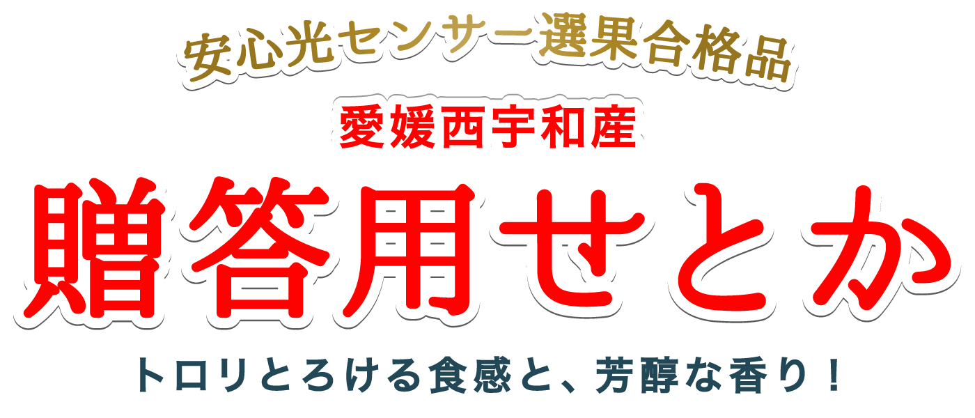 贈答用愛媛せとか