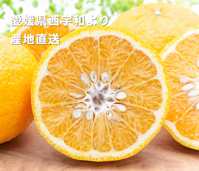 甘夏