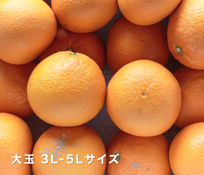 大玉イメージ