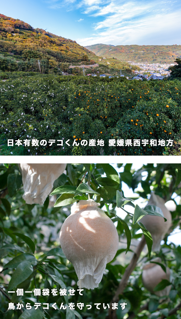 デコくん畑