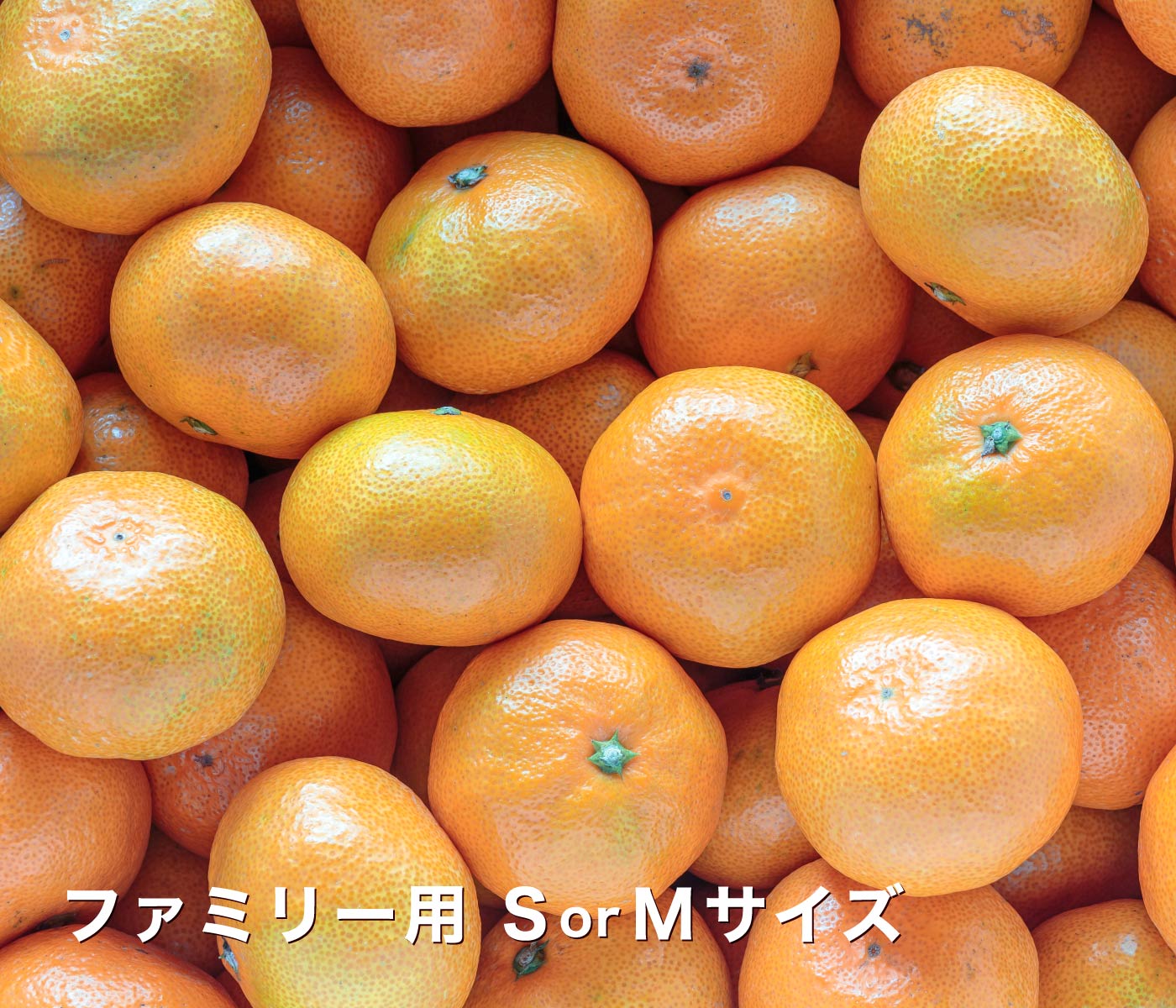 ファミリー用極早生みかん
