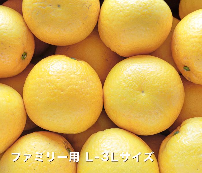 ファミリー用イメージ