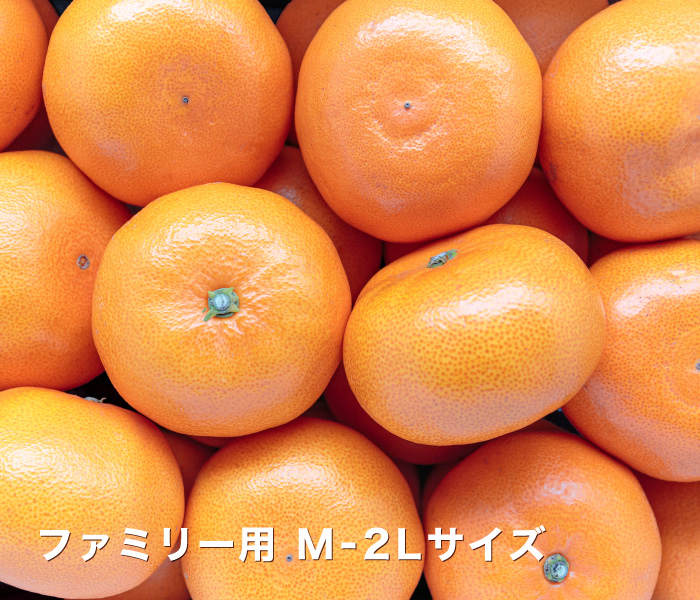 ファミリー用せとかイメージ