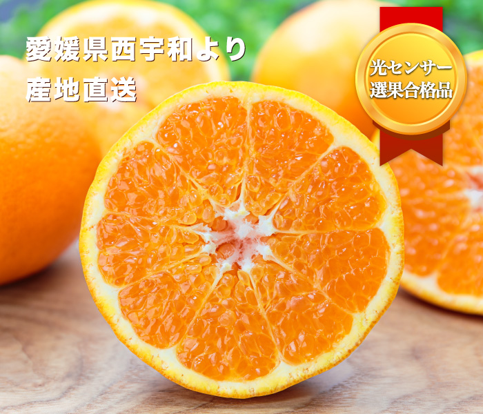 愛媛はるみイメージ