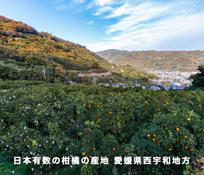 愛媛西宇和地方