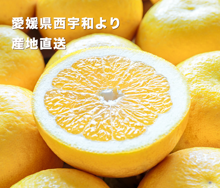 ジューシー柑画像