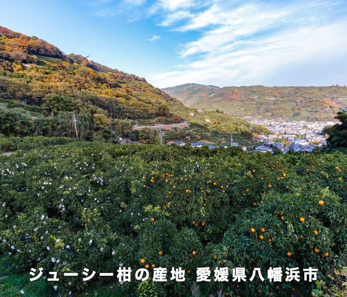 産地イメージ