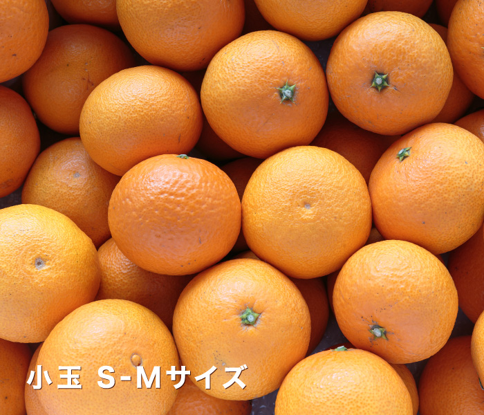 小玉イメージ
