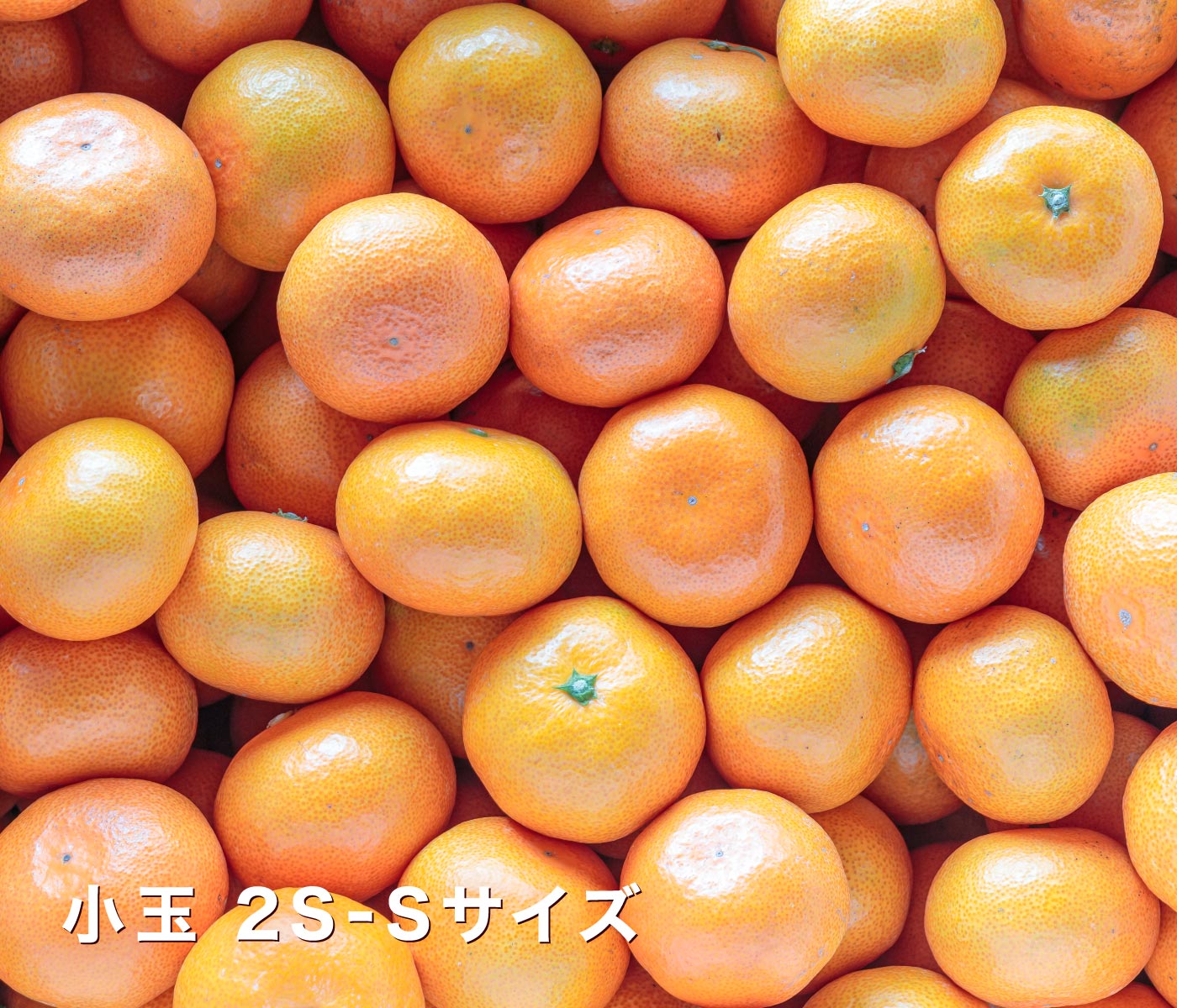 小玉みかん