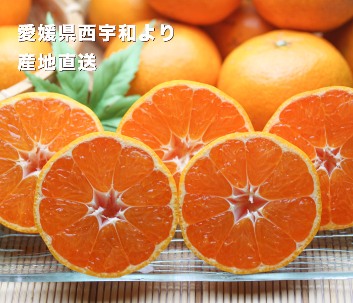 みかん画像