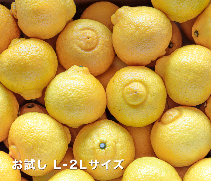 お試し用はるか
