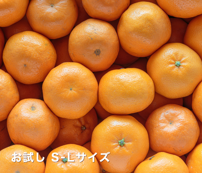 お試し愛媛はるみ