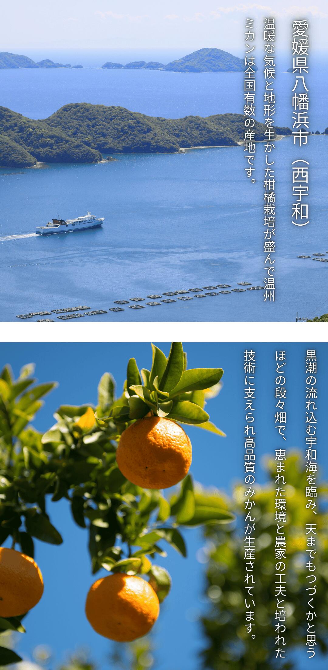 栽培イメージ