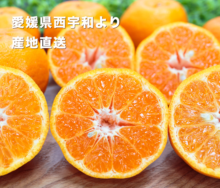 愛媛西宇和産ポンカン