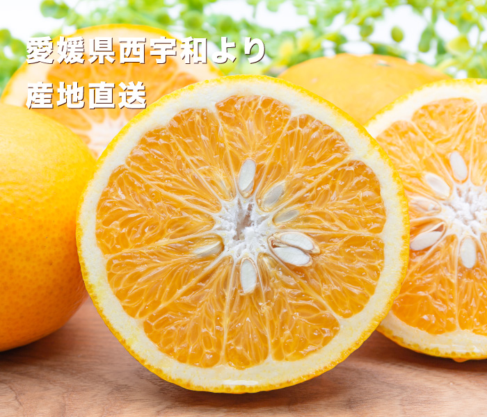 サンフルーツ