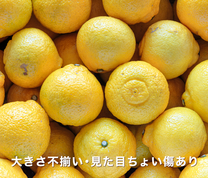 訳ありはるか