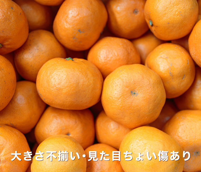訳あり愛媛はるみ