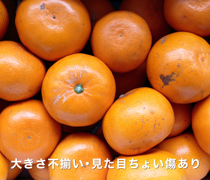 お試し用せとかイメージ
