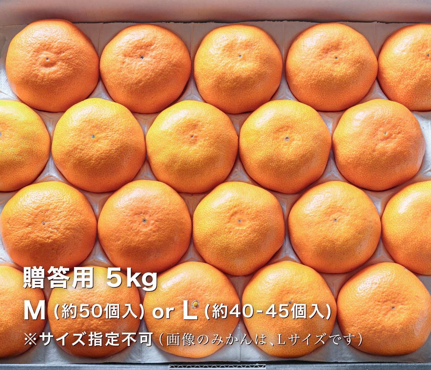贈答用極早生みかん