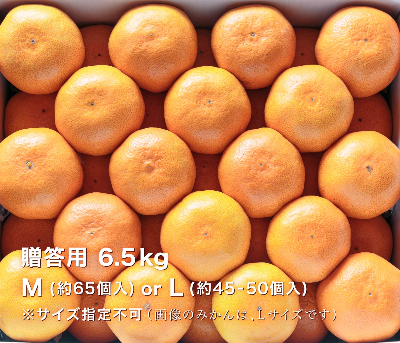 贈答用極早生みかん