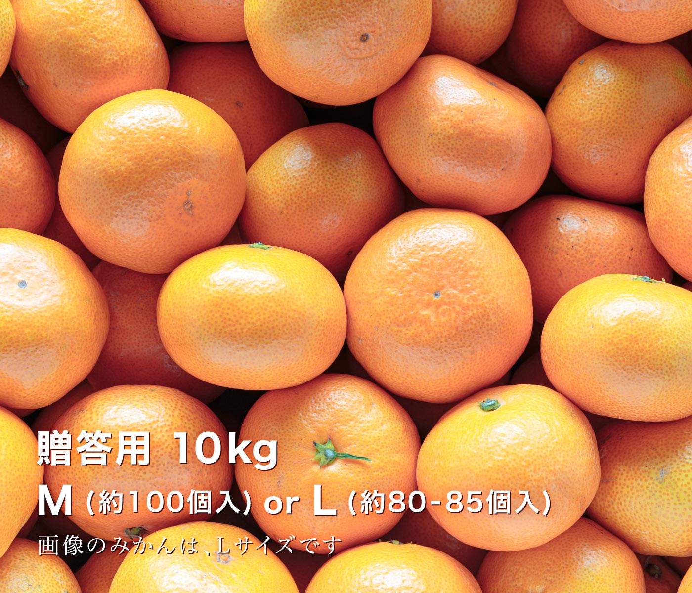 贈答用みかん6.5kg