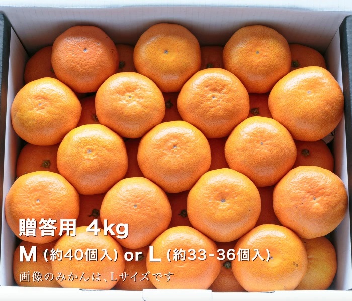 贈答用みかん6.5kg