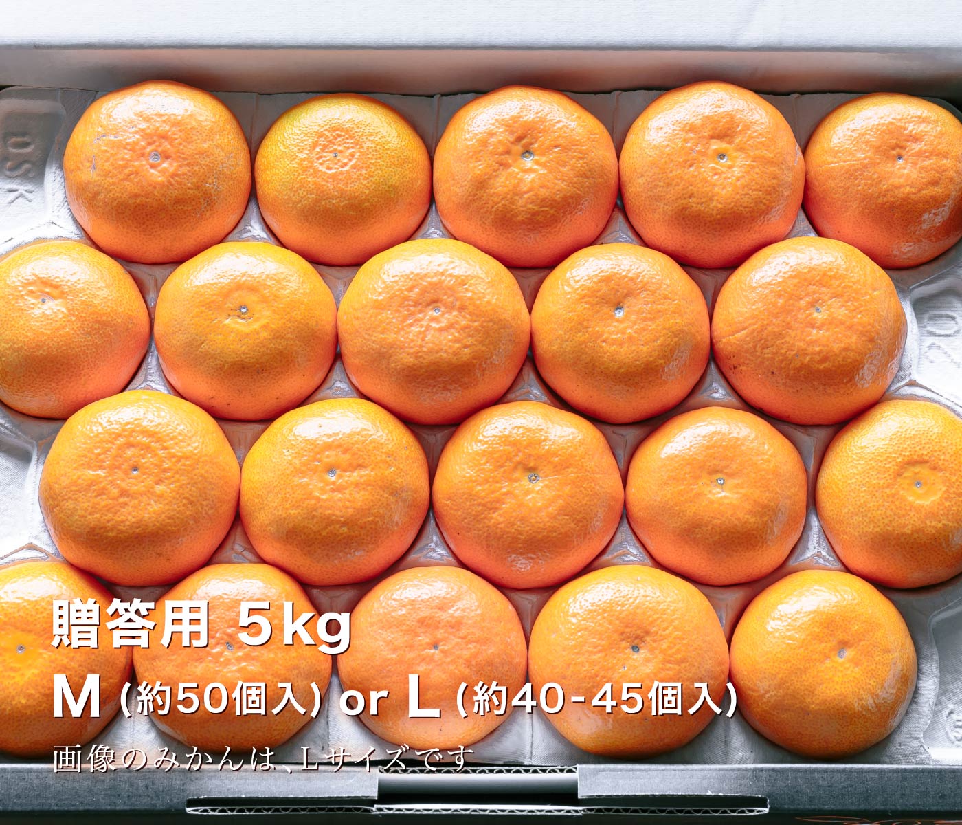 贈答用みかん5kg