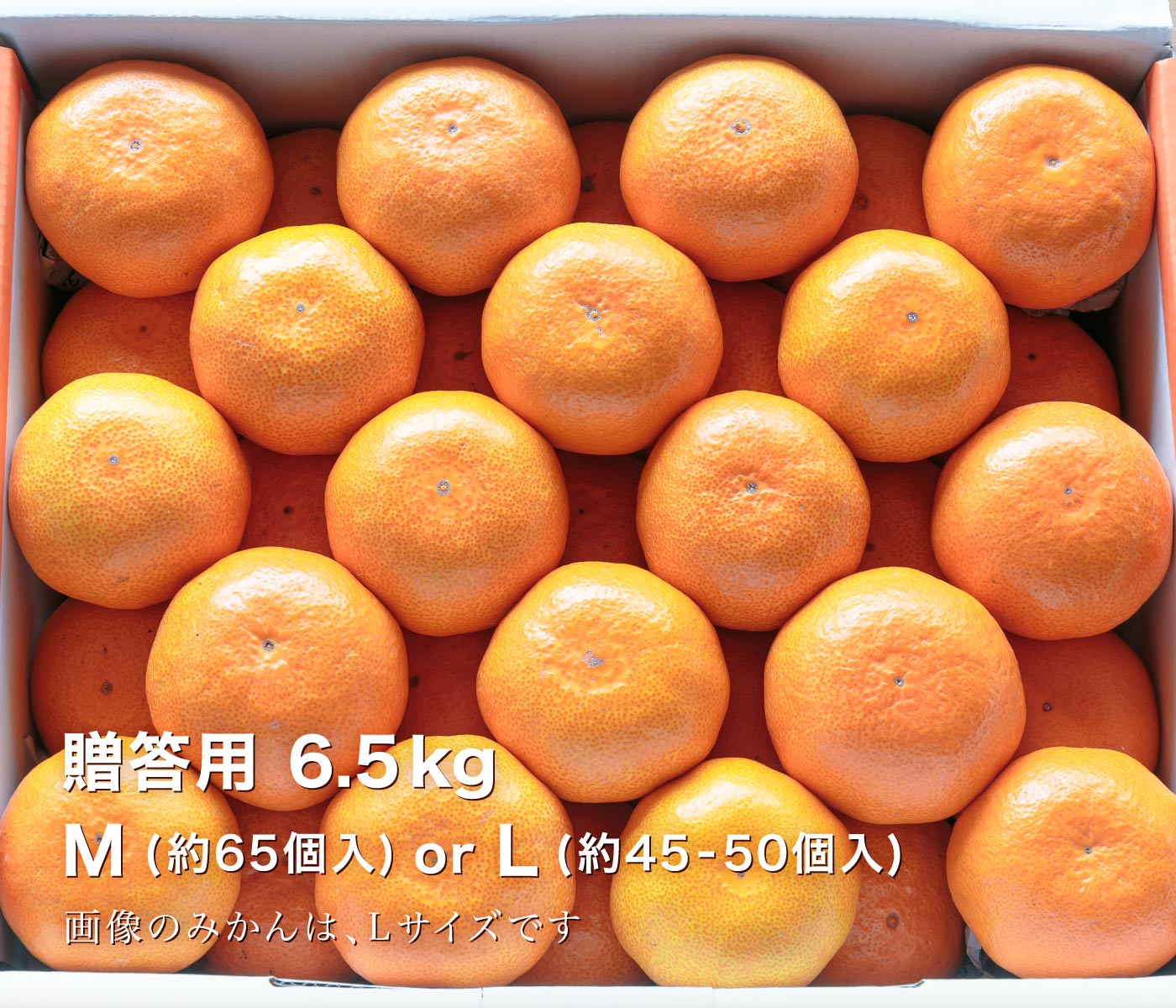贈答用みかん6.5kg