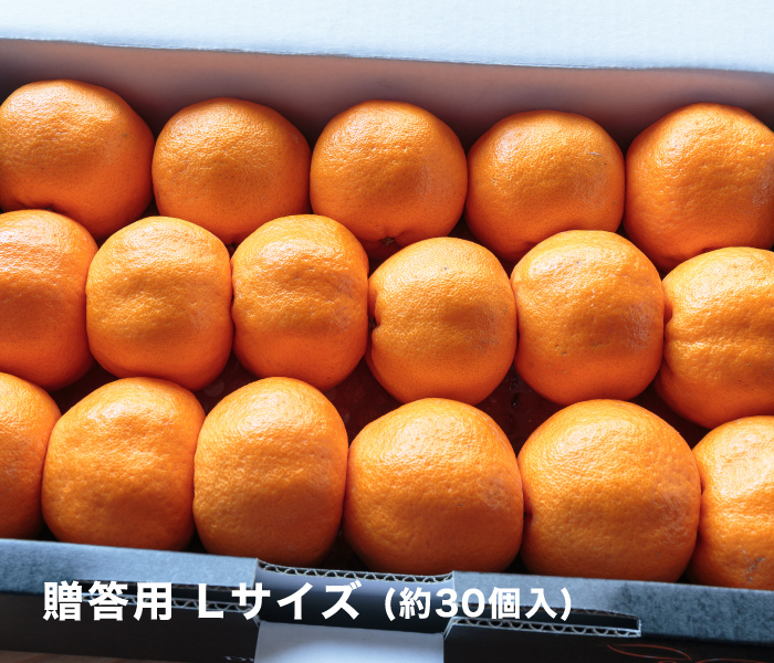 贈答用イメージ
