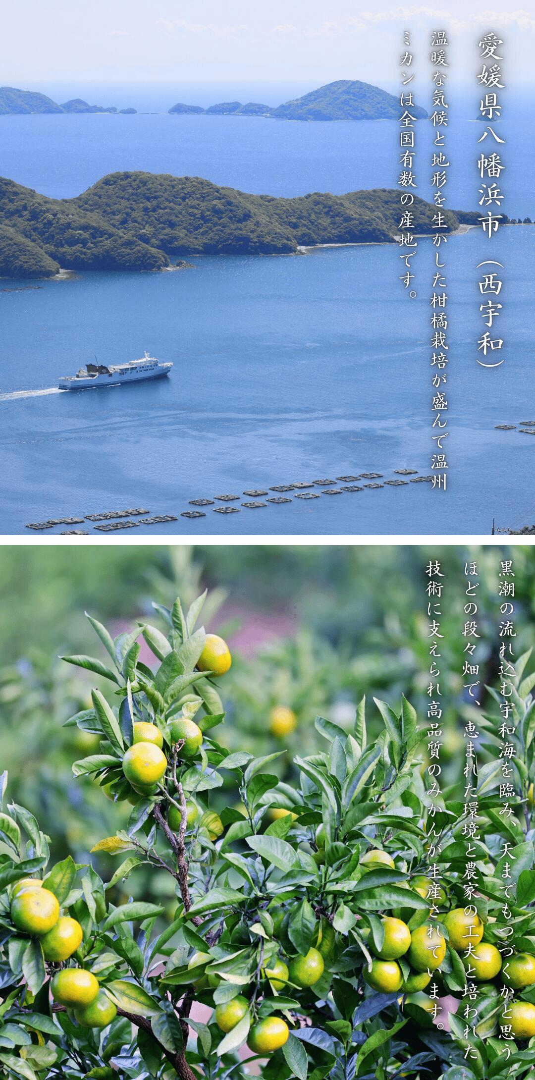 八幡浜