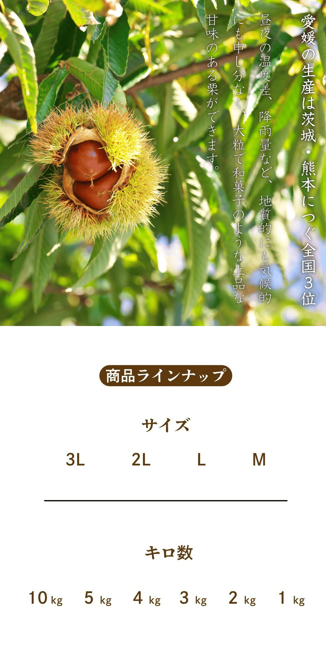商品ラインナップ