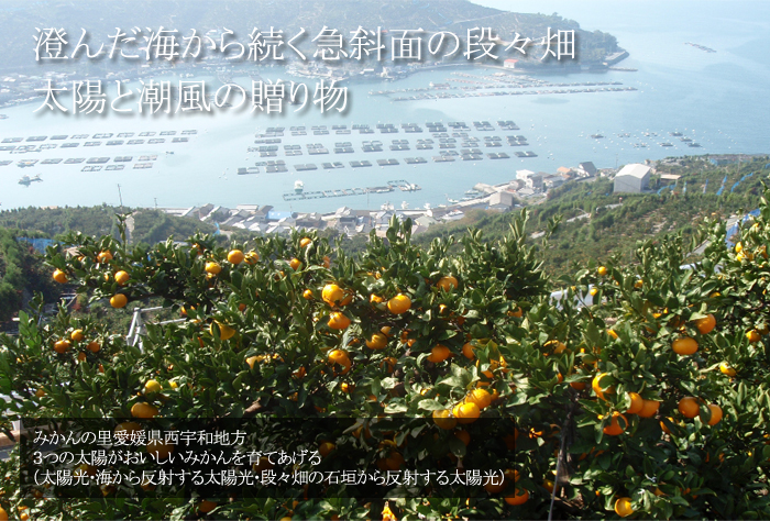 産地１