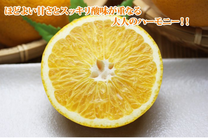 はっさくイメージ１