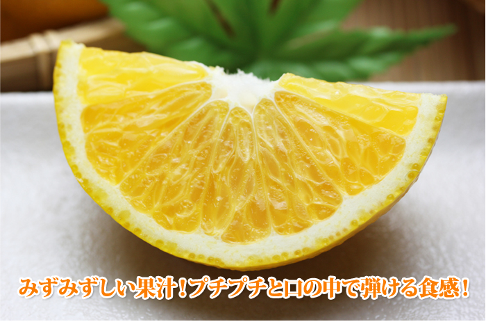 はっさくイメージ２