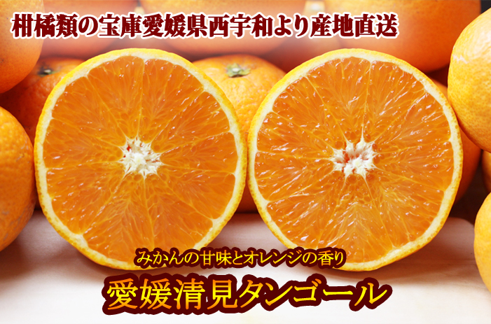 清見タンゴール画像